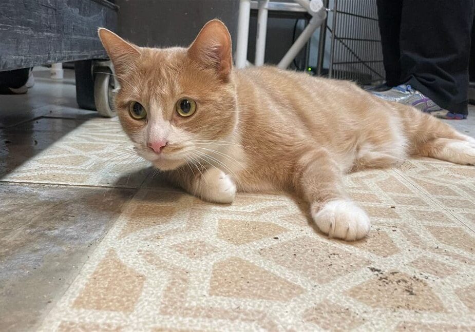 An orange and white cat laying on the floor.