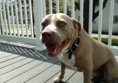 A dog is sitting on a deck.