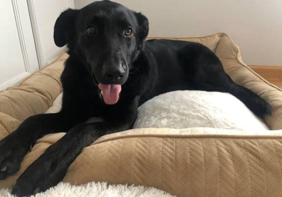 Black dog relaxing on a brown bed.