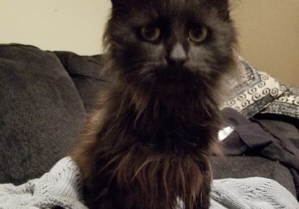 A black cat sitting on top of a blanket.