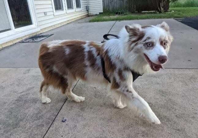 A brown and white dog walking on a sidewalk.