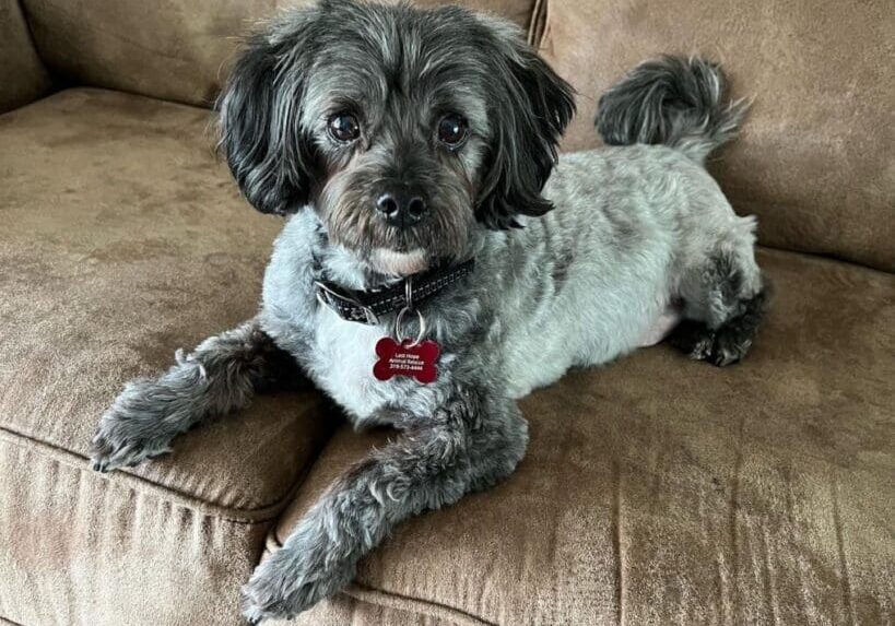 A small grey dog laying on top of a brown couch.