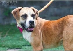 A brown dog with a pink collar standing in the grass.