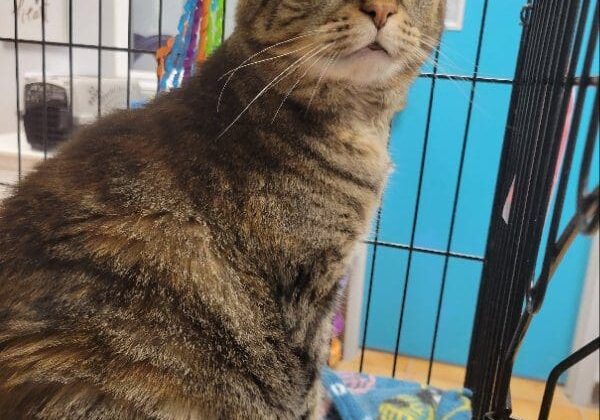 A tabby cat sitting in a cage.