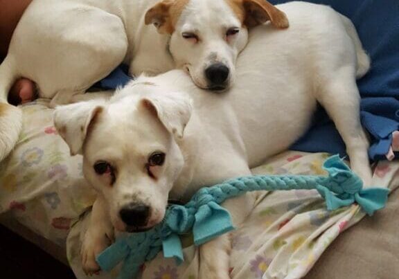 Two white dogs laying on a couch with a toy.