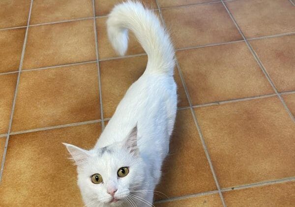 A white cat standing on a tiled floor.