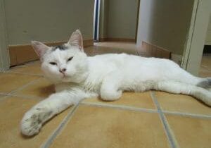 A white cat laying on a tile floor.