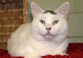 A white cat sits on a red rug next to a basket.