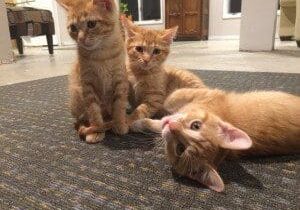 Three orange tabby kittens laying on the floor in a living room.