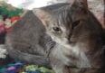 Two cats laying on a crocheted blanket.