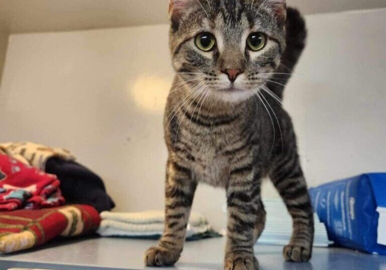 A tabby cat standing on top of a cage.