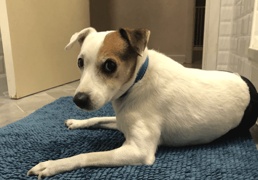 A white and brown dog laying on a blue rug.