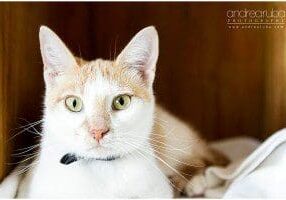 An orange and white cat laying on a bed.