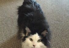 A black and white cat walking on the carpet.