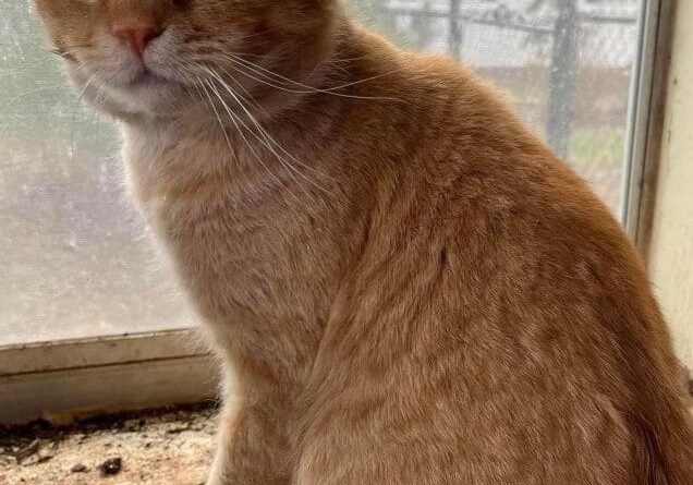 An orange cat sitting on a window sill.