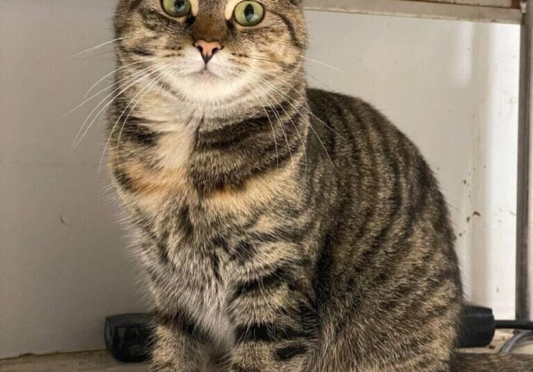 Tabby cat with green eyes sitting.