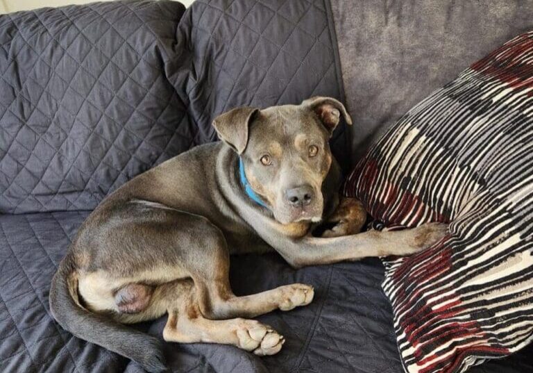 A dog laying on a couch with a pillow.