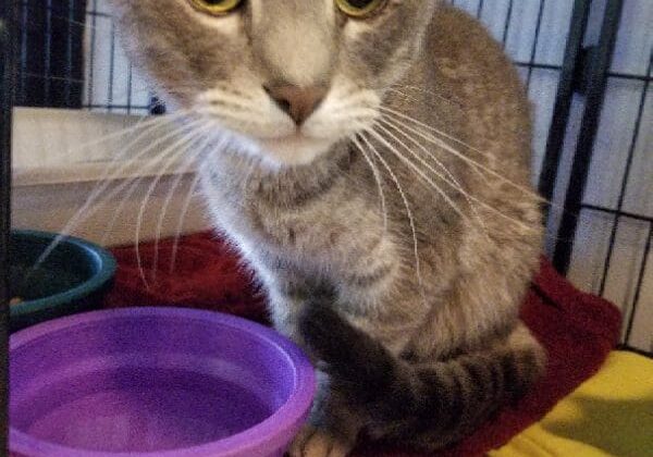 A gray cat sitting in a cage with a purple bowl.