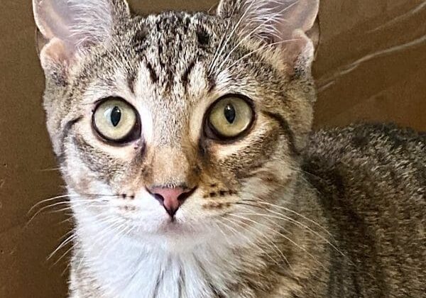 A tabby cat sitting in a cardboard box.