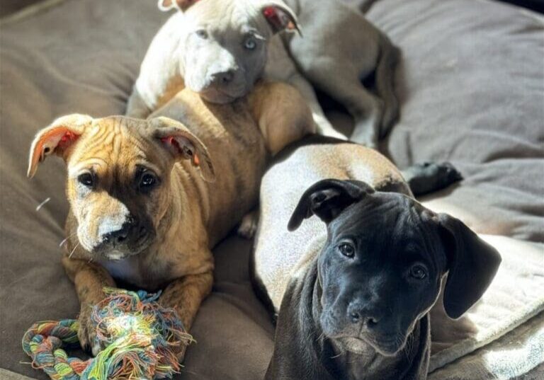 Three puppies cuddling on a dog bed.