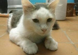 A white and gray cat laying on a tile floor.