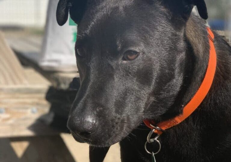 A black dog with an orange collar standing next to a picnic table.