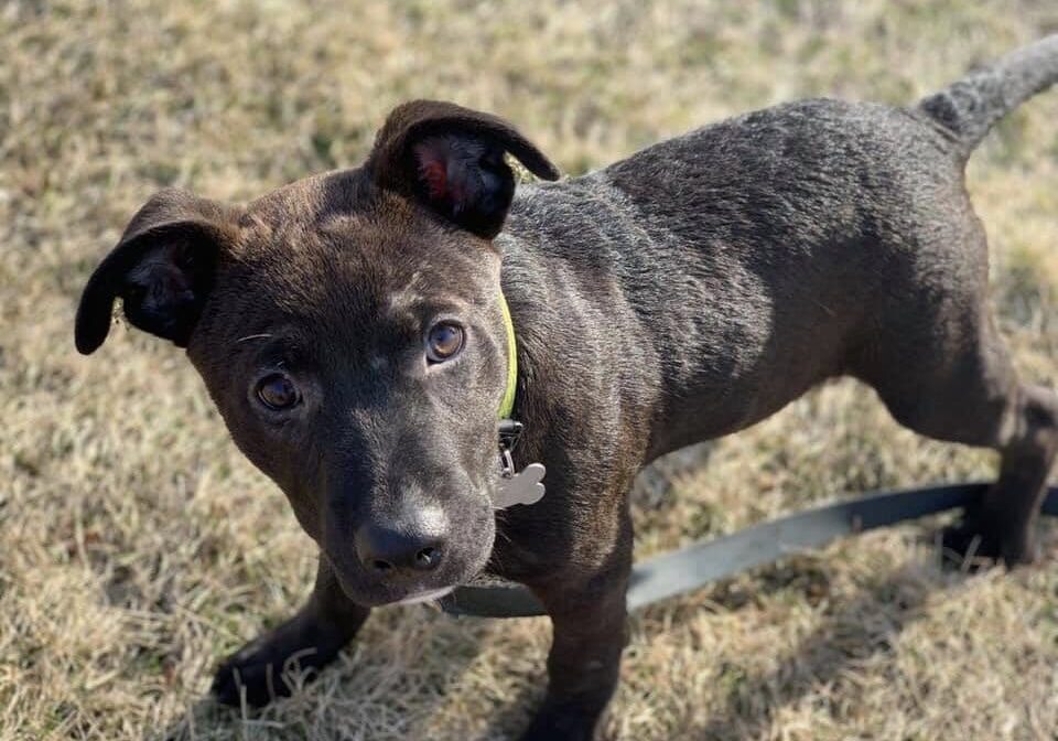 A black dog standing in the grass with a leash.