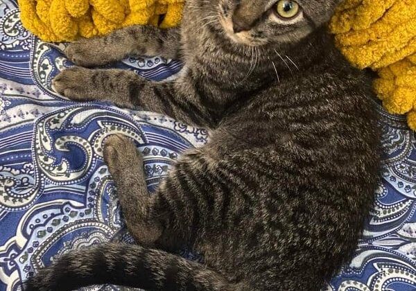 A gray tabby cat laying on a yellow blanket.