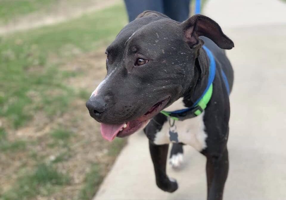 A black and white dog walking down a sidewalk.