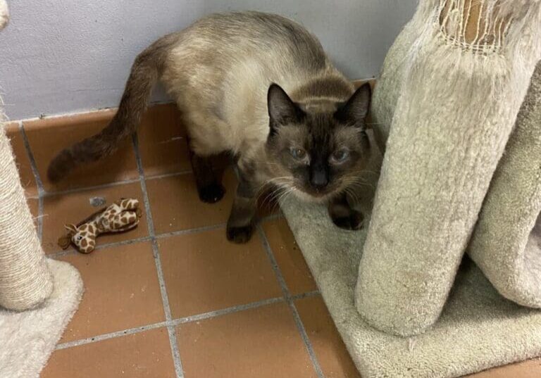 A siamese cat standing next to a scratching post.