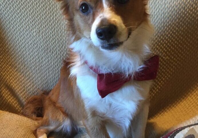 A dog wearing a bow tie sitting on a couch.