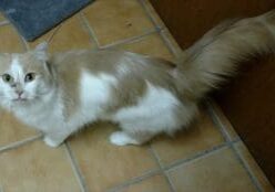 A white and brown cat standing on a tiled floor.