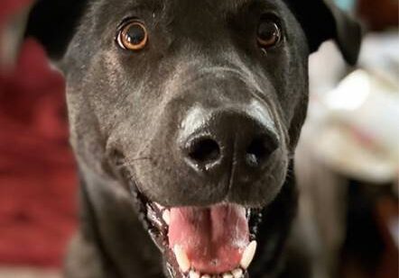 Person, an adoptable labrador retriever & labrador retriever mix in houston, texas.