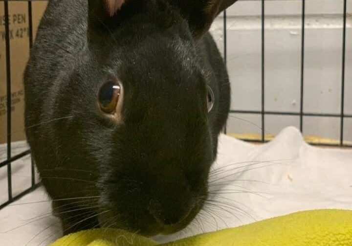 A black rabbit in a cage with a yellow blanket.