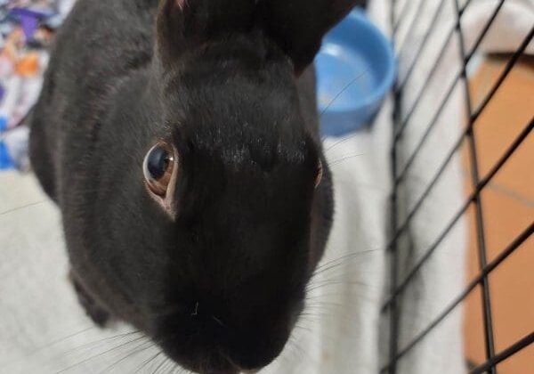 A black rabbit in a cage looking at the camera.