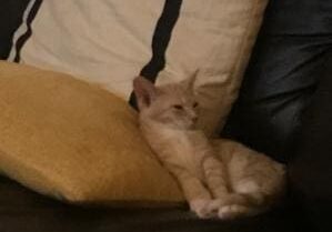 A cat laying on a couch next to a remote.