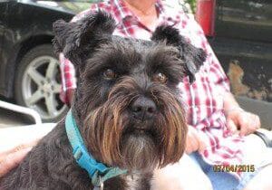 A black schnauzer dog is sitting on a woman's lap.