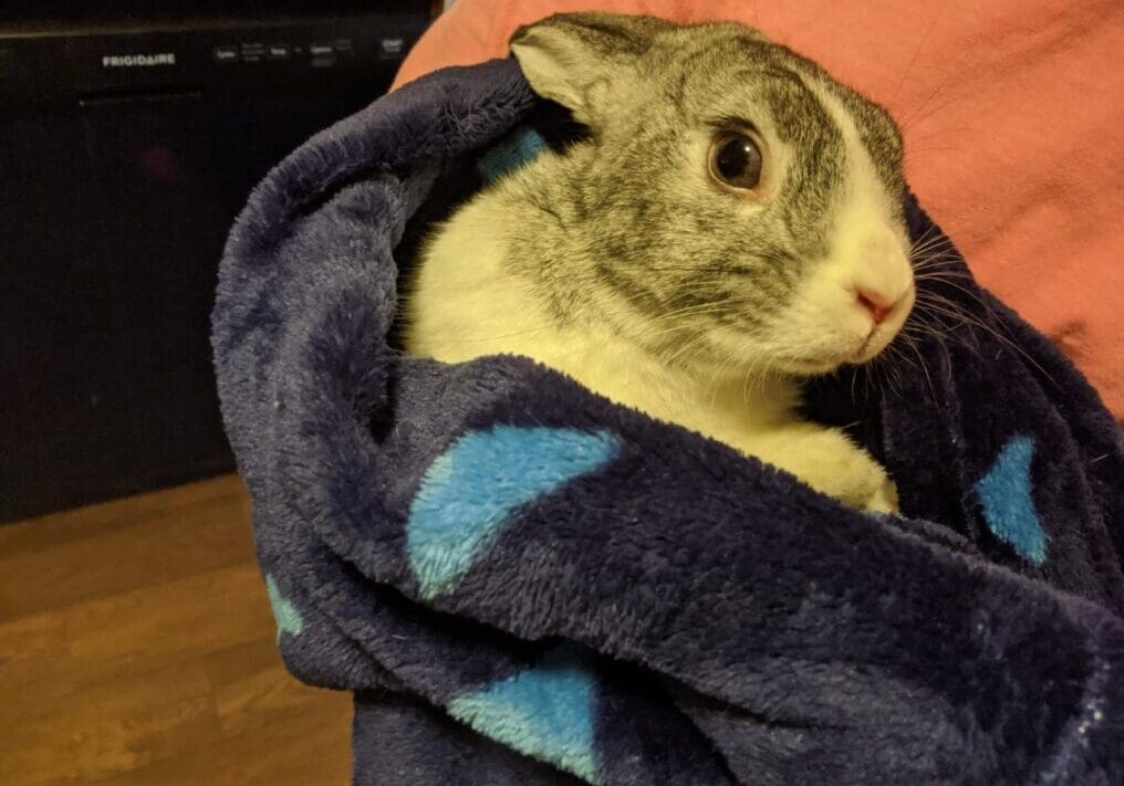 A person is holding a grey and white rabbit in a blue blanket.