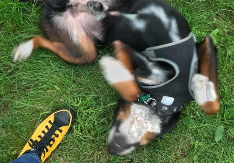 A dog laying on its back in the grass.