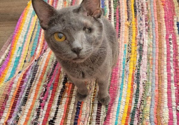 A gray cat standing on a colorful rug.