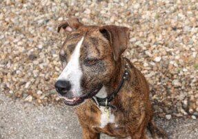 Person, an adoptable pit bull terrier & chihuahua mix in cleveland, oh.