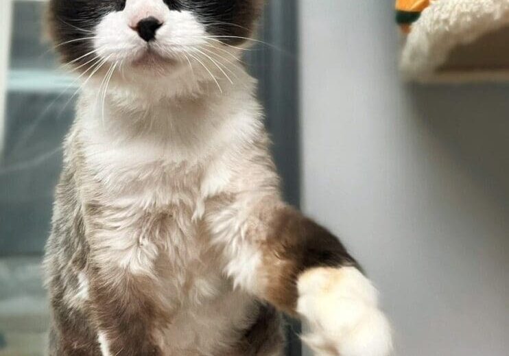 A cat is sitting on top of a shelf.