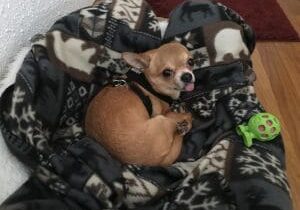 A small chihuahua dog laying in a blanket on the floor.