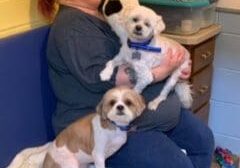 A woman sits on a bed with two dogs.