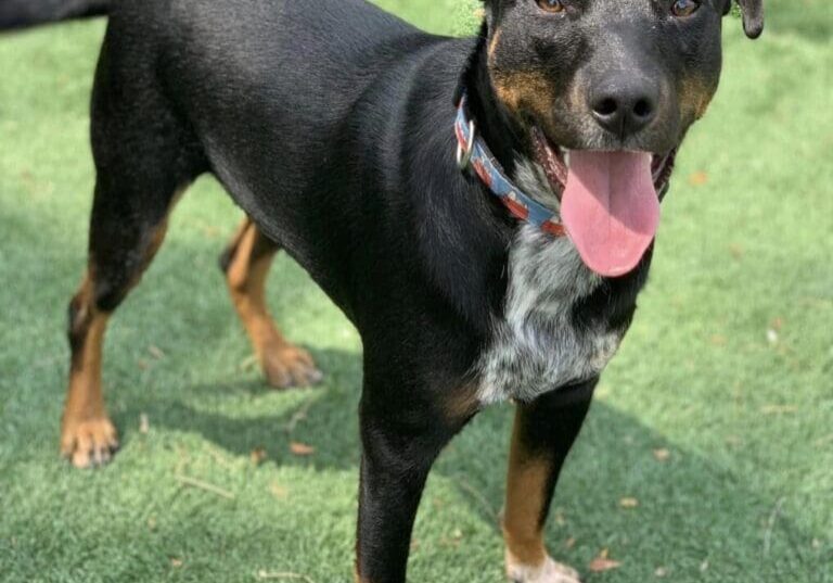 Black and brown dog with tongue out.