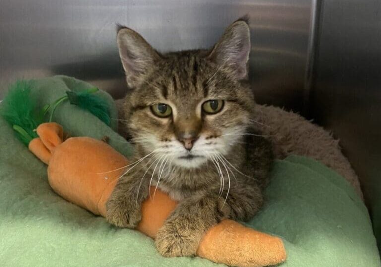 A tabby cat laying on a green blanket with a stuffed carrot.