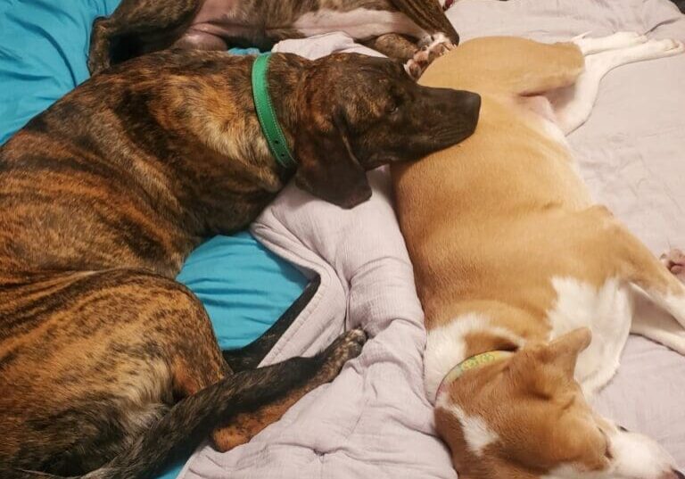 Four dogs laying on a bed.