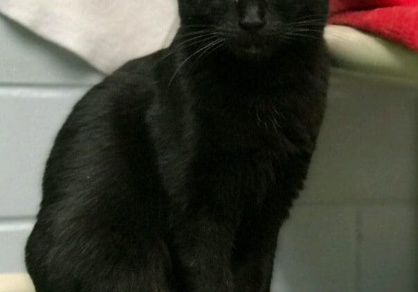 A black cat sitting on top of a green table.