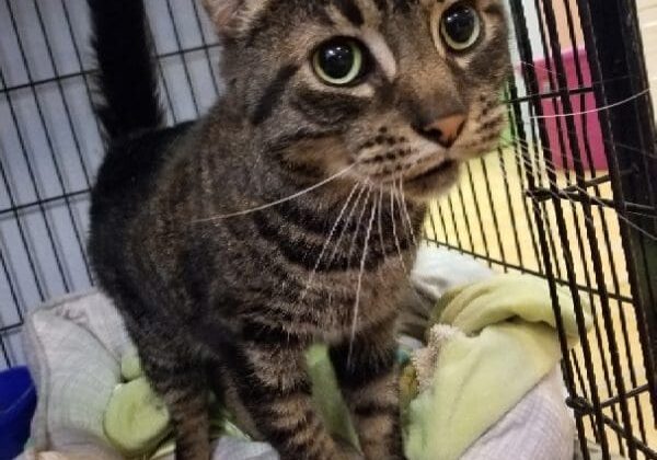 A tabby cat standing on top of a bed in a cage.