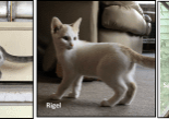 Four pictures of cats standing in front of a door.